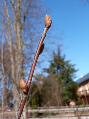 Osmaronia cerasiformis - vonivka třešňová - pupen